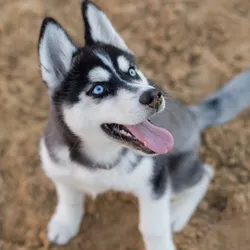 Veterinaria y pienso para mascotas