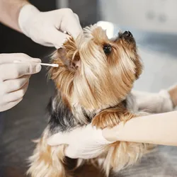 Medicación Veterinaria
