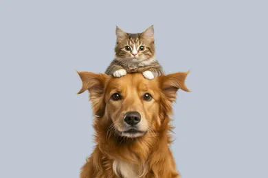 Farmàcia Veterinària