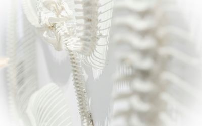 SERVICIO DE OSTEOPOROSIS