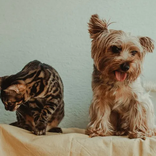 Veterinaria