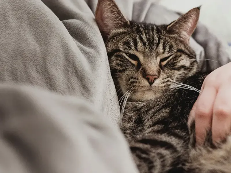 Tránsito intestinal