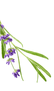 Flores orissens