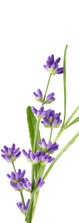 Flores orissens