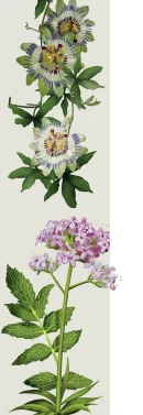 orissens flowers