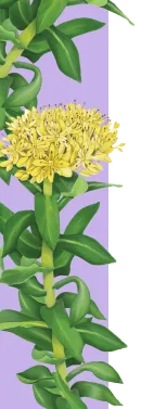 orissens flowers