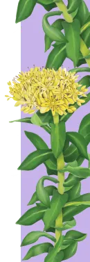 orissens flowers