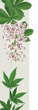 orissens flowers