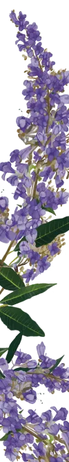 orissens-flowers