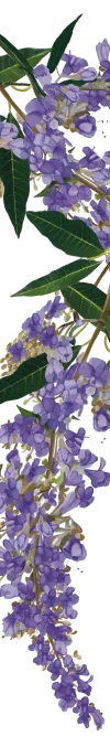 orissens-flowers