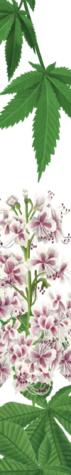 orissens-flowers