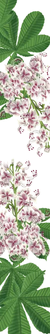 orissens-flowers