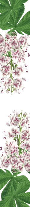 orissens-flowers