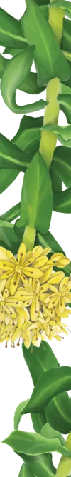 orissens-flowers