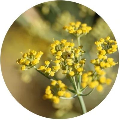 Hinojo, an&iacute;s y regaliz