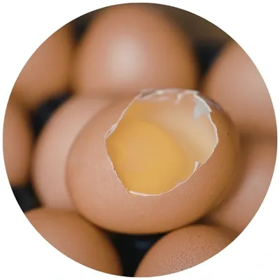 Membrana de c&aacute;scara de huevo