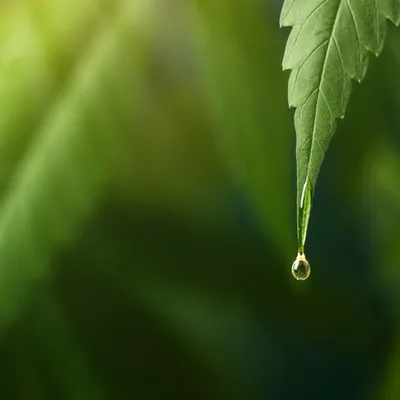 aceite de canamo