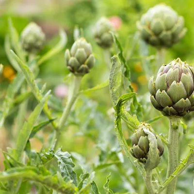 alcachofa