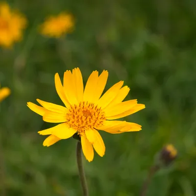 arnica