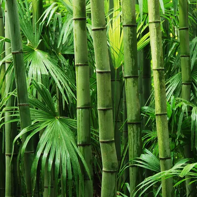 bambú
