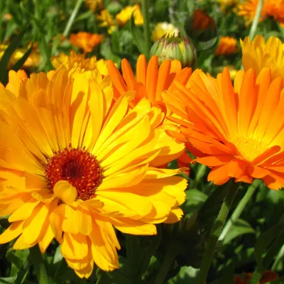 calendula