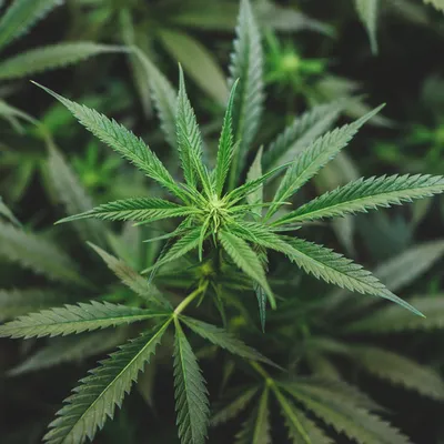 cannabidiol