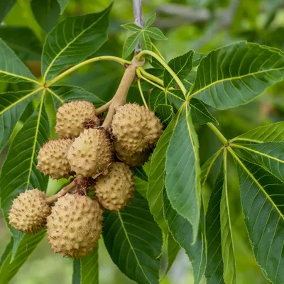 castano de indias