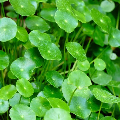 centella-asiatica.jpg