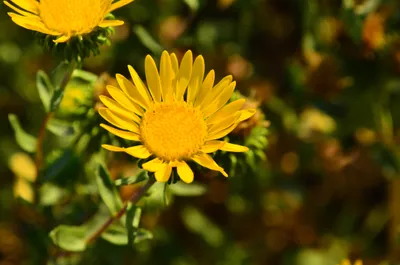 grindelia