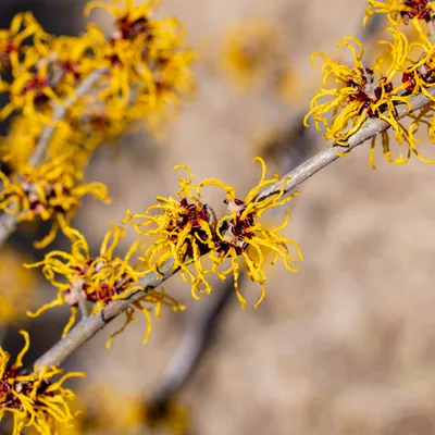 hamamelis
