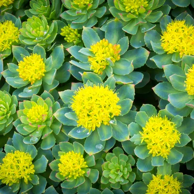 rhodiola