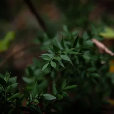 ruscus