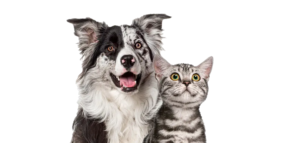 Encuentra Nakama cerca de ti