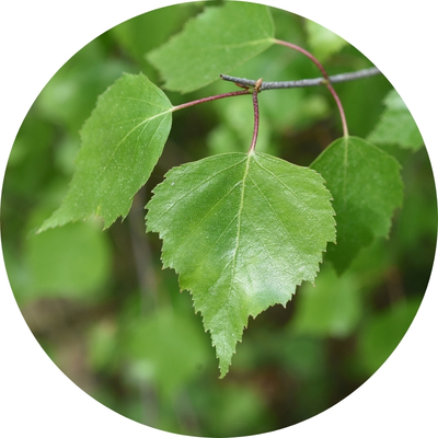 Abedul (Betula alba Extract)