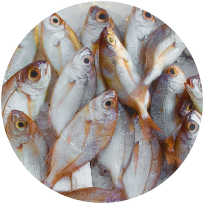 Aceite de pescado (Omega-3 EPA y DHA)