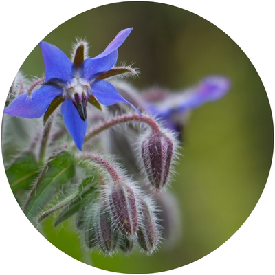 Aceite de semilla de borraja (Omega-6 GLA)