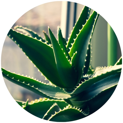 Aloe (Aloe arborescens Extract)