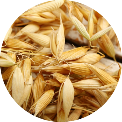 Avena (Avena sativa Extract)
