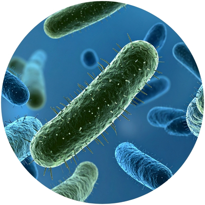Enterococcus faecium