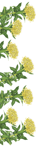 Orissens flowers orissens-flowers